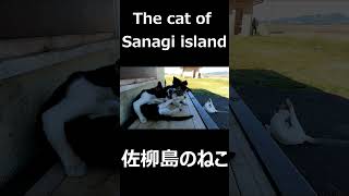 Cats of Sanagi Island7（佐柳島のねこ） #shorts #sanagi #island #cat #cute