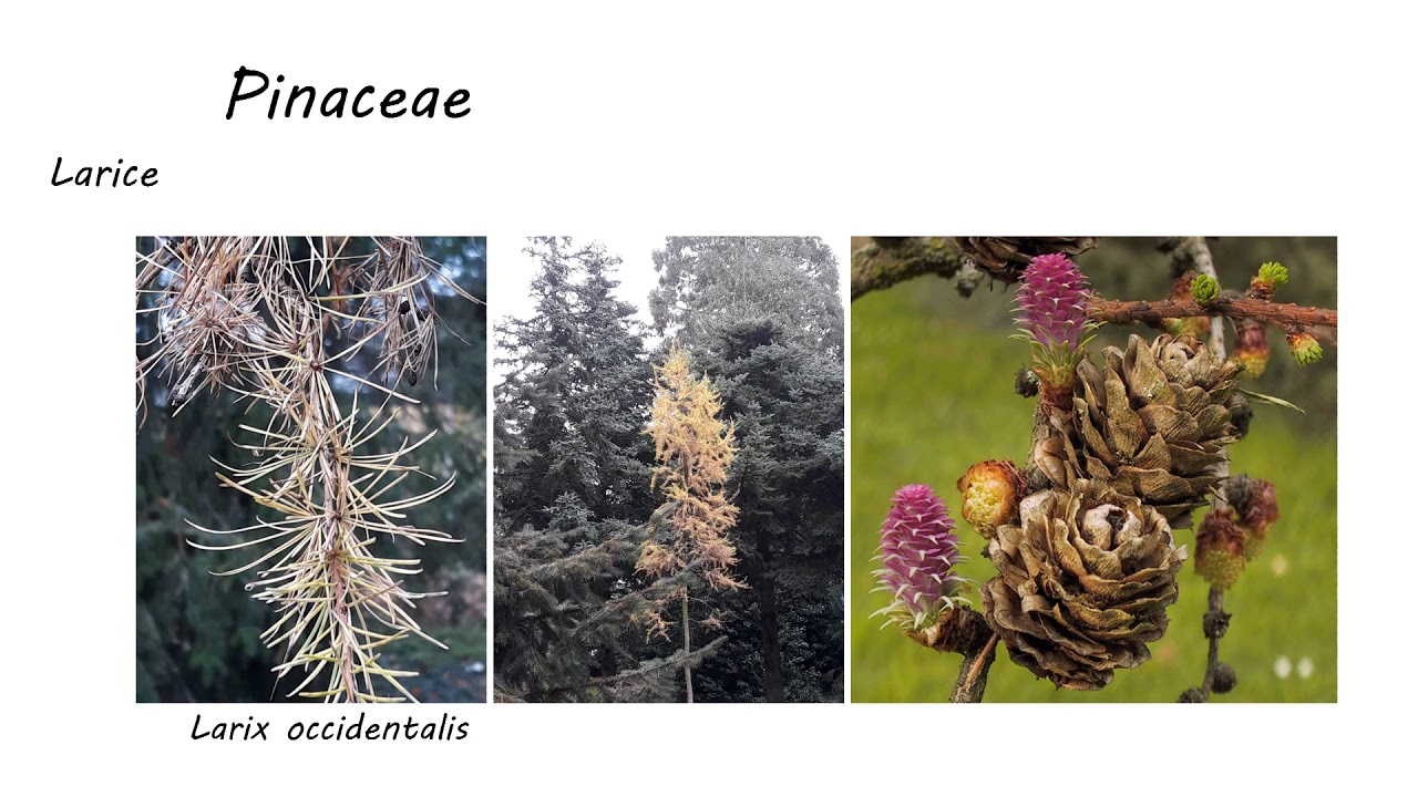 Gimnosperme - conifere: famiglie