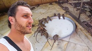 Download Lagu Binnenin India's Crazy Rat Temple 🇮🇳 MP3 Download Lagu Binnenin India's Crazy Rat Temple 🇮🇳 MP3