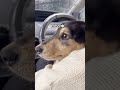 犬にスプラッシュマウンテン体験させてみた。