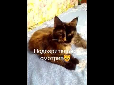 Кошка подозрительно смотрит 😼☺️ - YouTube