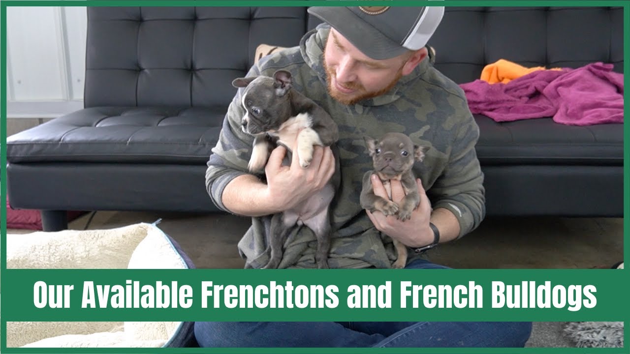 Woodland Frenchies Available Frenchton and French Bulldog Puppies! Give us a Call 📞 YouTube