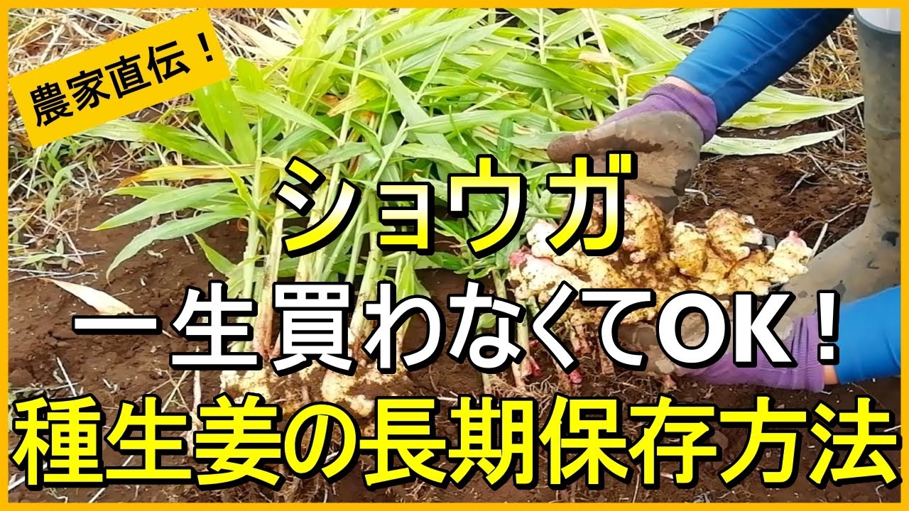 Ginger Cultivation] No need to buy it every year! How to store