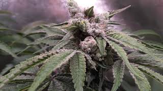 Lemon Tree, Orange Juice & Skywalker Kush, Garden Update #10