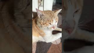 Kucing gemoy #funny #cats #catshorts