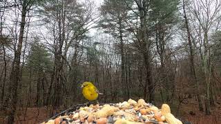 Pine Warbler, Tufted Titmice, Blue Jays
