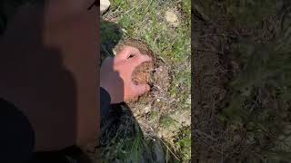 Domalan mantarı #malatya