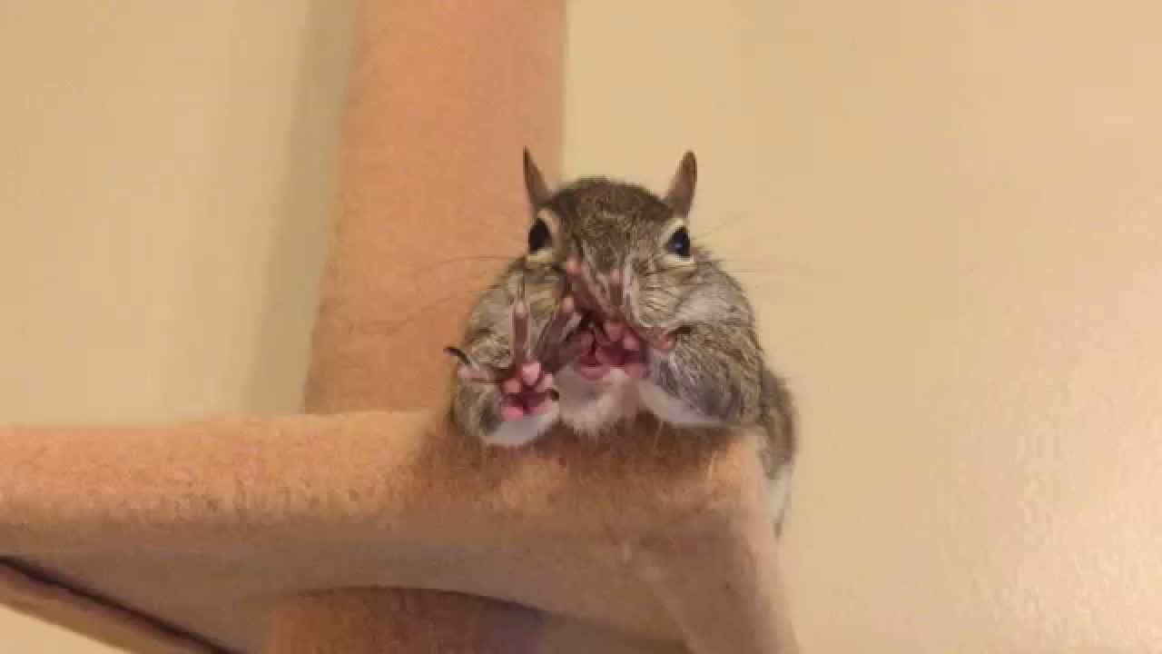 Squirrel Yawning YouTube