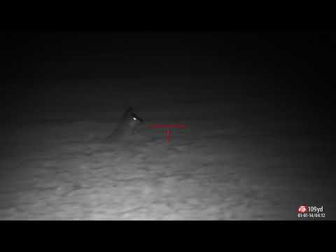 Coyote night hunt ATN X-Sight 4k Pro Night Vision