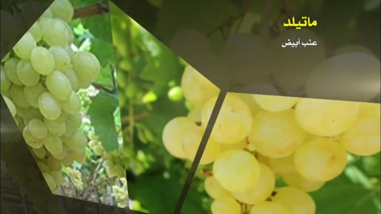 أصناف العنب 18: ماتيلد عنب ابيض MATILDE