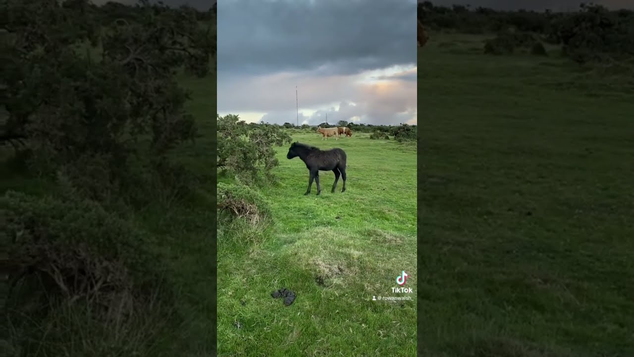 Horrific Horse Attack Watch At Own Peril Funny Cornwall