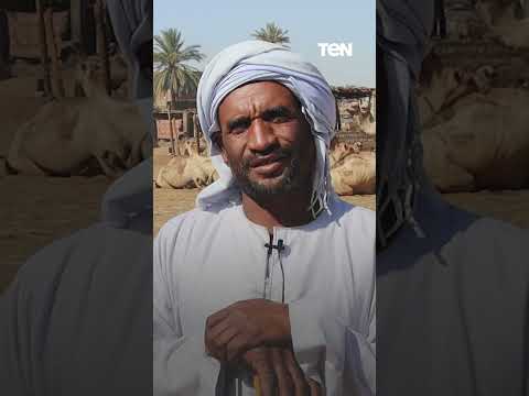 انتعاشة كبيرة فى سوق الجمال القادمة من السودان بمدينة دراو بأسوان