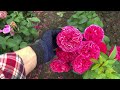 ПОЛЯ РОЗ в ЦВЕТУ, II часть🌹питомник maryroses.ru🌱