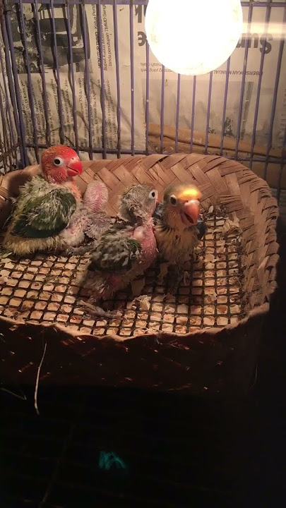 audio asli suara anak love bird minta makan