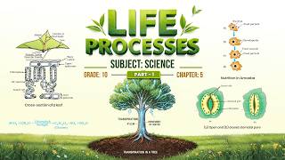 NCERT Textbook, Science, Grade 10, Chapter 05, Life Processes Part-1