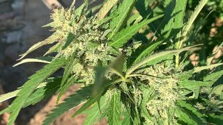 Master Kush