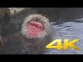 Japanese Snow Monkeys of Jigokudani - 地獄谷野猿公苑 - 4K Ultra HD