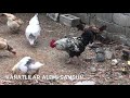 Çiftlikte Tavuk civcivleri Beç Civcivleri Amerikan Ördekleri Kaz Yavruları #winged pups (Bölüm 49)