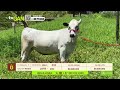 Tu vitrina ganadera- TvAgro por Juan Gonzalo Angel