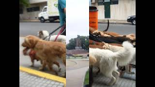 Buenos Aires AG Irene