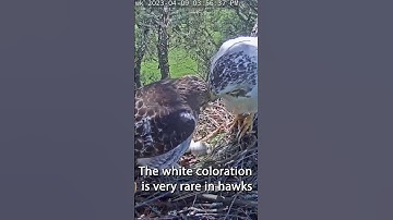 Angel the Leucistic Red-tailed Hawk￼. Live Nest Cam on this channel. 😊 #bird #hawk #leucistic