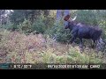 Moose montage from the southern edge of the Adirondacks