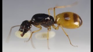 Ants Camponotus turkestanus Closer look!