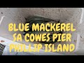 BLUE MACKEREL SA COWES PIER PART 1