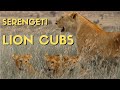 Baby Lions in the Wild | SAFARI in SERENGETI National Park, Tanzania