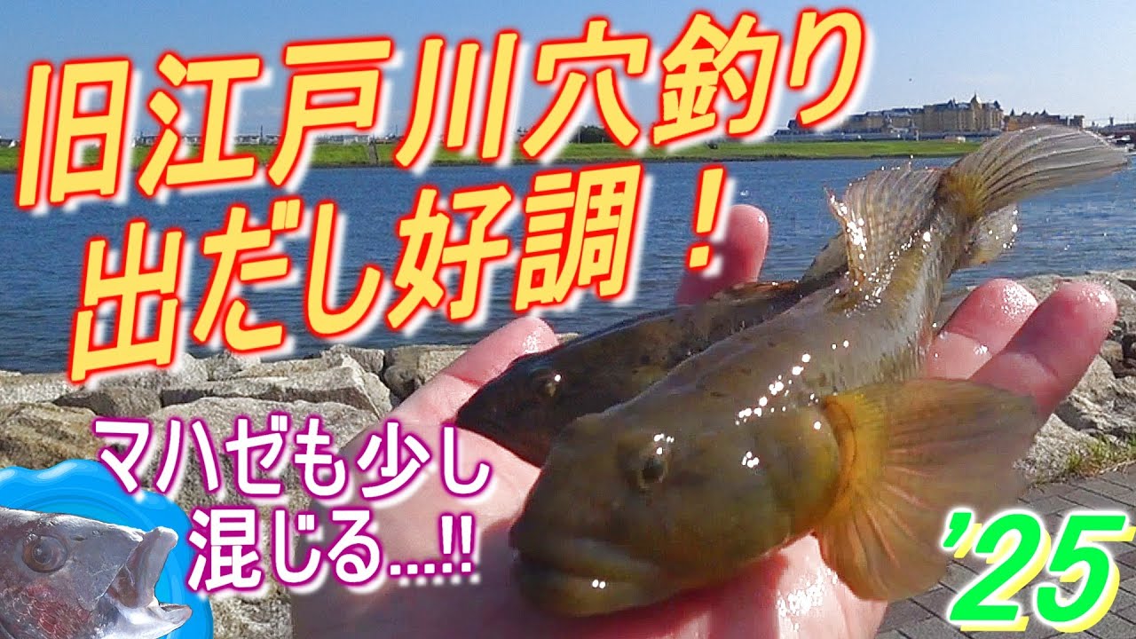 【ウロハゼ】こうなったら奥の手！旧江戸川で穴釣りスタート!!【マハゼ goby】