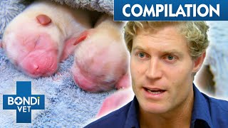 Most Complicated Pet Births 😖 | Bondi Vet Compilation