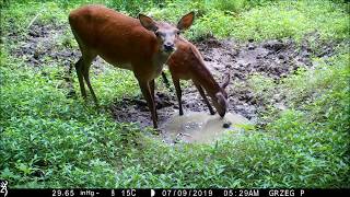 Kałuża cz. 2 jelenie i inne; Puddle Pt.2 deer and others