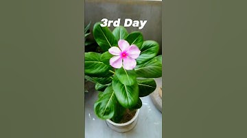 Vinca Plant Blooming | #নয়নতারা #vinca