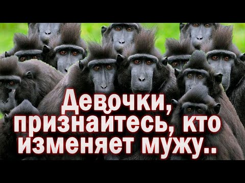 Одиннадцать макак возвращаются с новыми откровениями