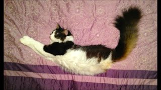 Anakin loves the new bedspread, Two Legged Cat by Anakin The Two Legged Cat 8,387 views 9 years ago 1 minute, 27 seconds