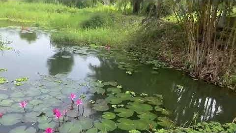 1,5ha tại xã Láng Lớn, huyện Châu Đức, Bà Rịa-Vũng Tàu. Giá bán: 27 tỷ (TL)