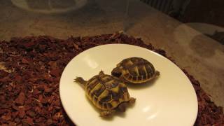 Installation du Terrarium pour tortue