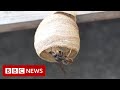 Have you seen this hornet  bbc news