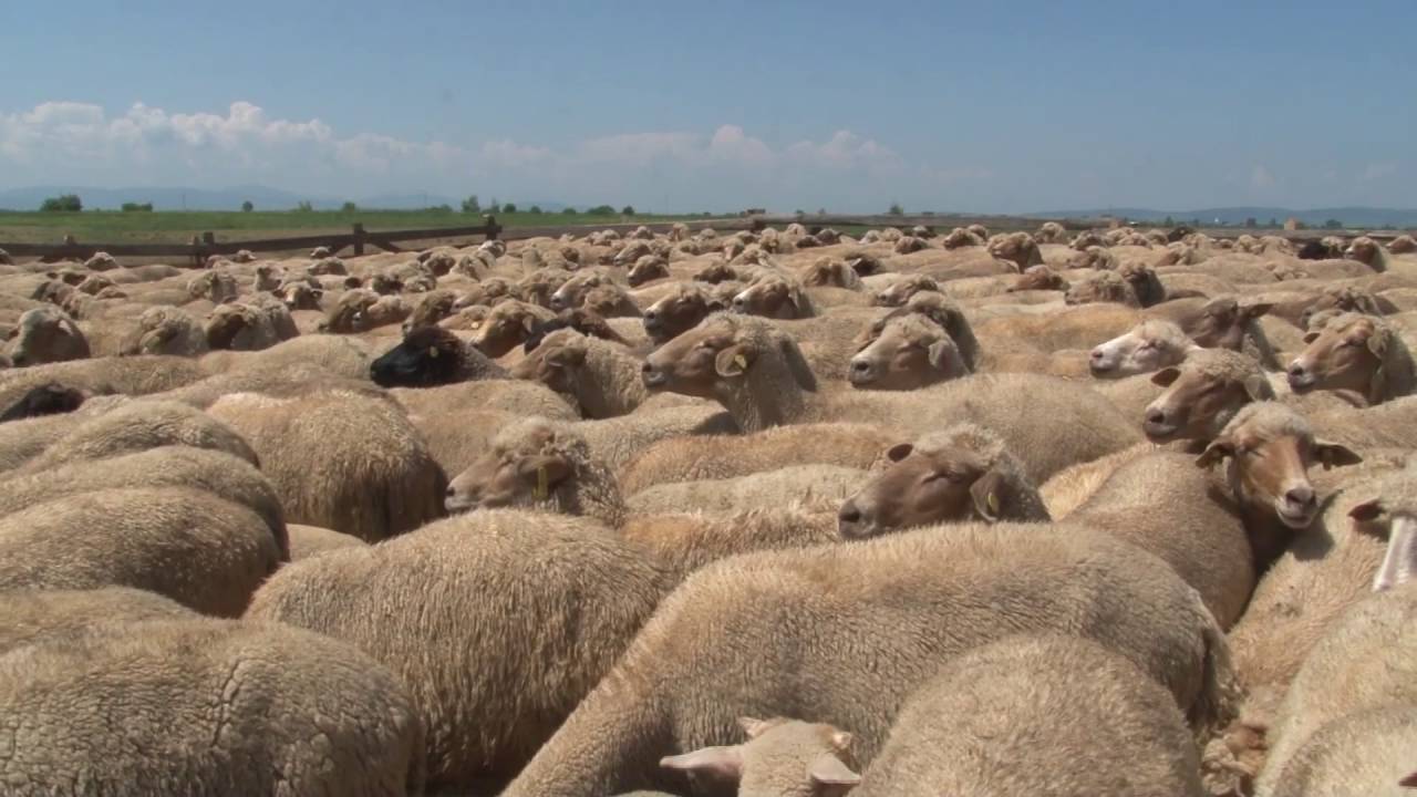 Pásztorkodás - Székelyföldi Népi Mesterségek