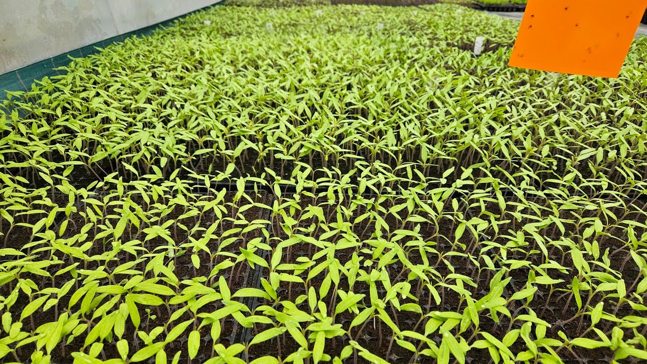 Răsadurile de roșii și ardei în februarie !