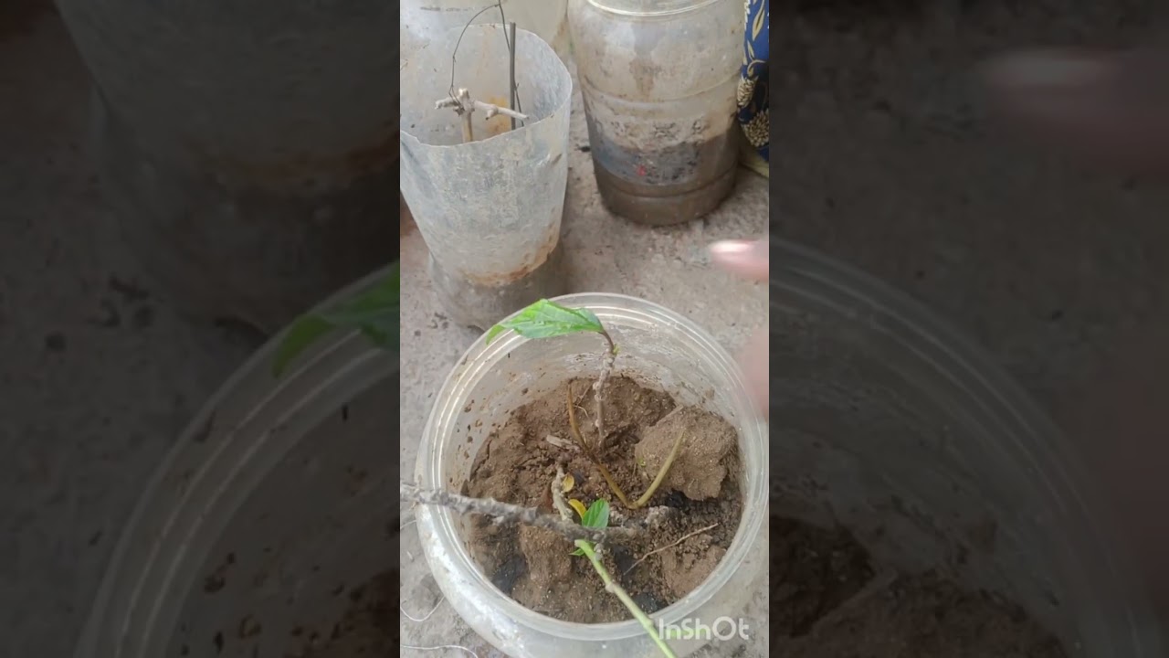 కొమ్మలతో పెరిగిన మొక్కలు🪾🌱