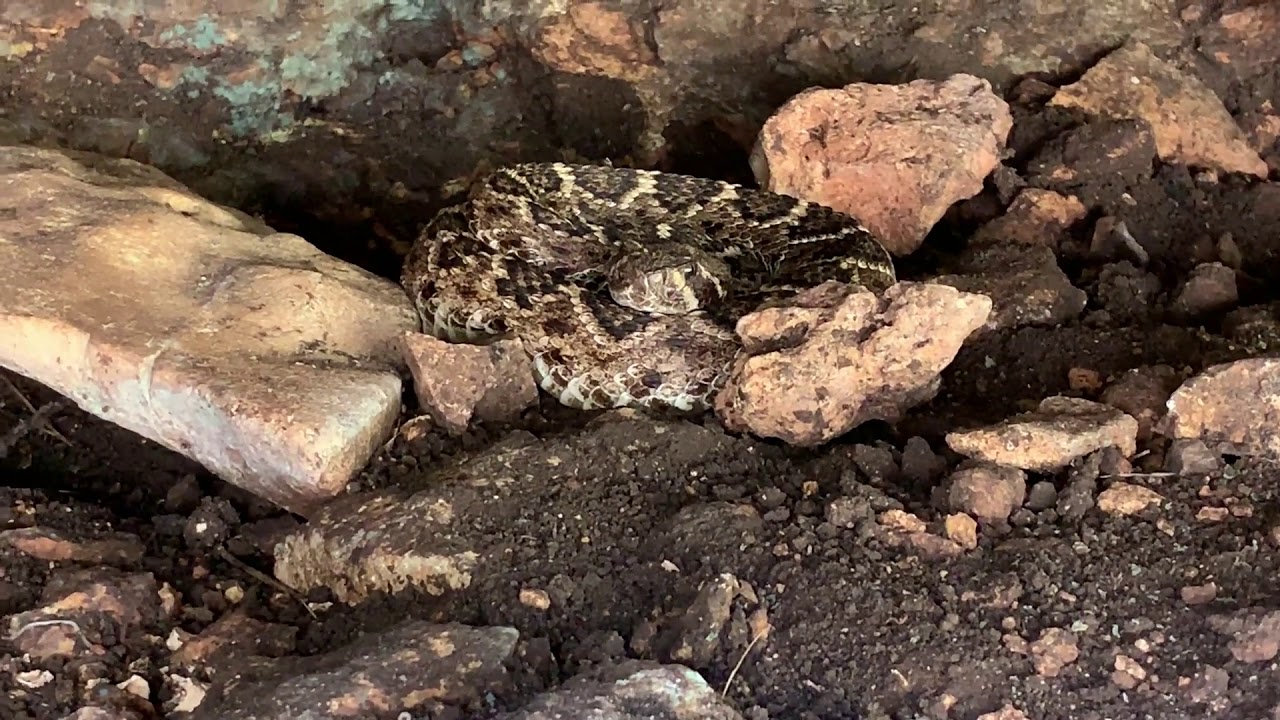 rattlesnakes movie Texas Trail Cams - New Snakes in the Bat Cave - July 2019