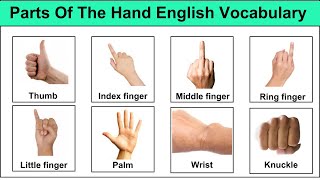 Parts Of The Hand Vocabulary Explained With Pictures ( Must Know )