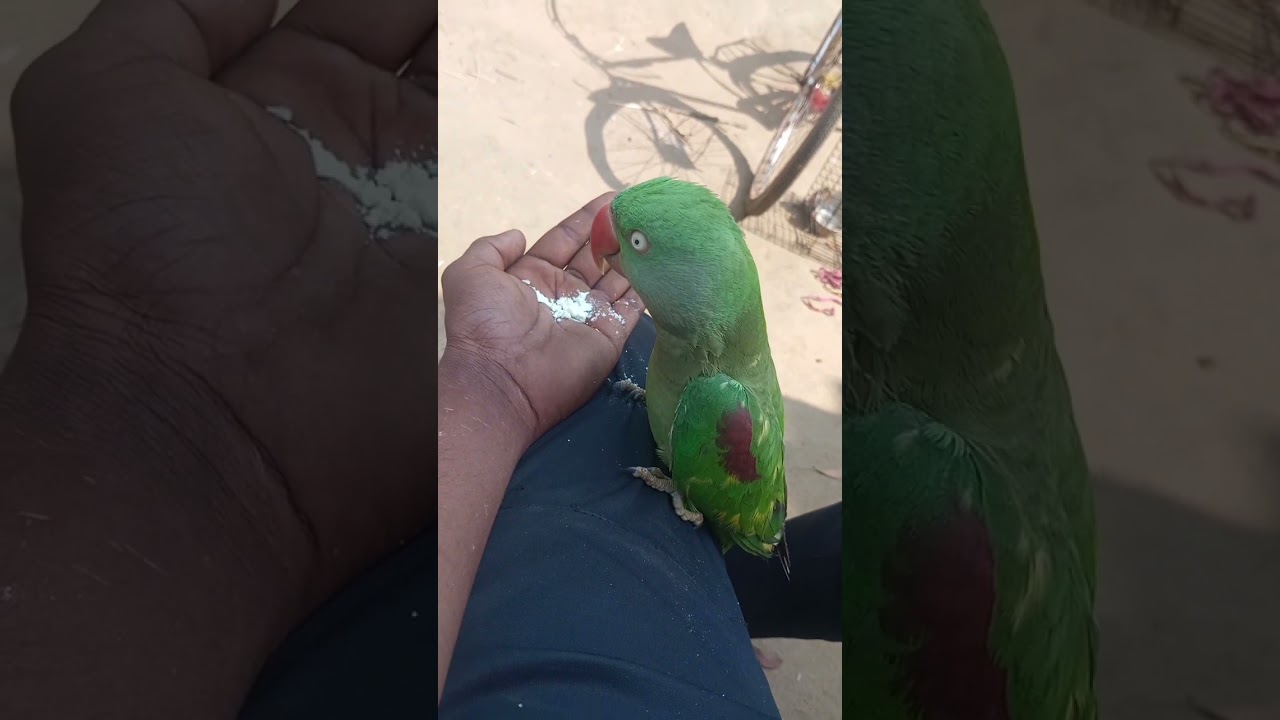 আমাদের টিয়া পাখিটি কতো সুন্দর কথা বলছে দেখো #funny #traditonaljhumarsong #funnymoment #টিয়াপাখি