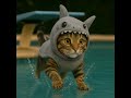 Cat Tv For Cats Kitten Gatitos Gato Catdance Pet Funny Catvideo Pingüino Watch Gatito 고양이 Cat Tv For Cats Kitten Gatitos Gato Catdance Pet Funny Catvideo Pingüino Watch Gatito 고양이