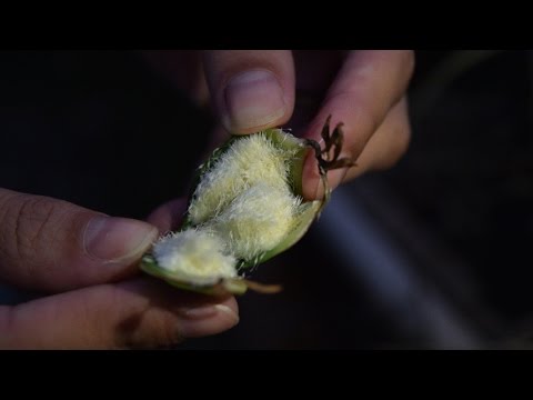 Vídeo: Por que as sementes de orquídeas são germinadas em cultura de tecidos?