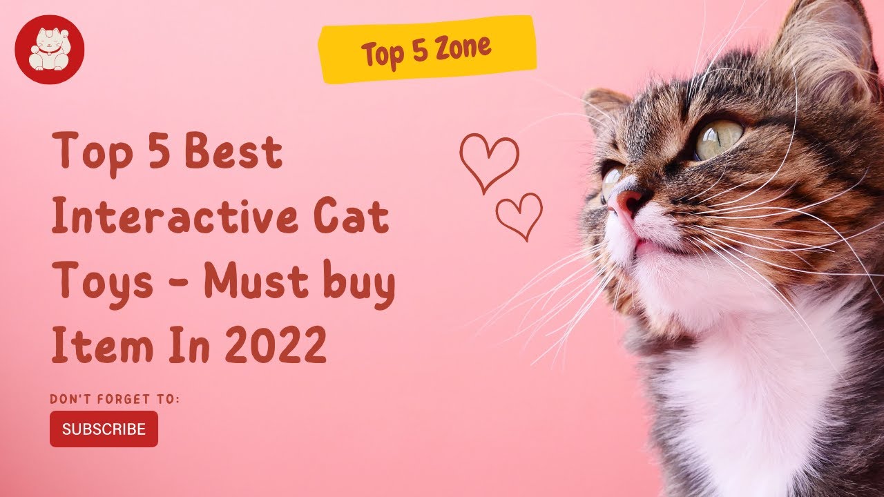 Top 5 Best Cat Toys That Indoor Pets Will Love to Play With for Hours