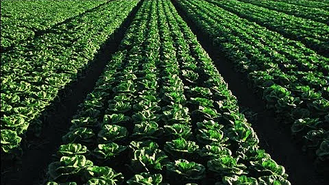 FDA begins testing romaine lettuce after E. coli outbreaks sicken hundreds