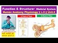 Skeletal System - Structure and Function || L-2 Unit-2 HAP