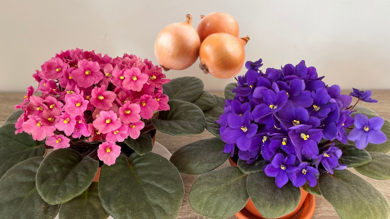 Уради ово љубичицама нека обилно цветају и нека лишће буде живо и здраво